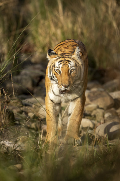 印度北阿坎德邦吉姆科比特国家公园森林老虎保护区，野生成年孟加拉母虎或底格里斯虎在早晨狩猎迪卡拉区，底格里斯虎在领土标记上与目光接触图片下载