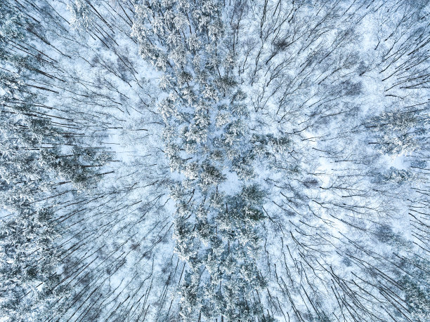 鸟瞰冬季森林，白雪覆盖的树木。图片下载