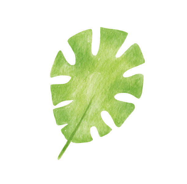 绿色的叶子。热带植物。水彩插图孤立的白色背景。图片下载