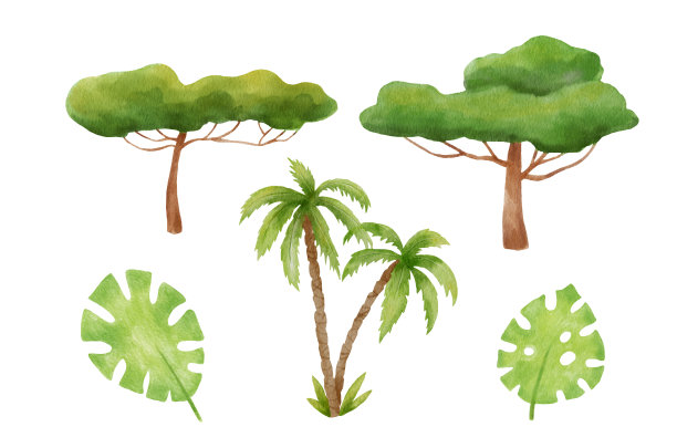 绿色的怪兽叶和棕榈树。热带植物。水彩插图孤立的白色背景。图片下载