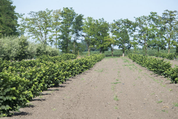 榛子种植，种植为业图片下载
