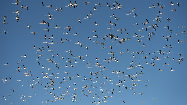 蓝天下的火烈鸟群图片下载