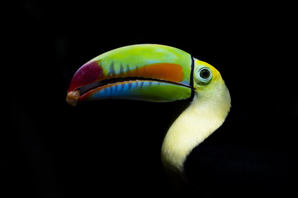 哥斯达黎加雨林中的龙骨嘴鸟或彩虹巨嘴鸟图片下载