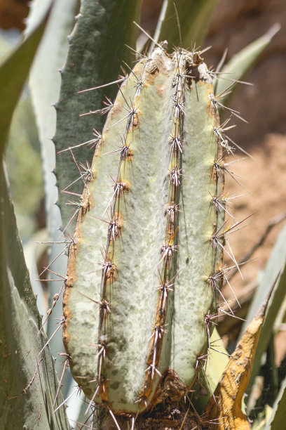 仙人掌属植物，属仙人掌属植物(Lam.)Byles G.D. Rowley，属于仙人掌科植物。图片下载