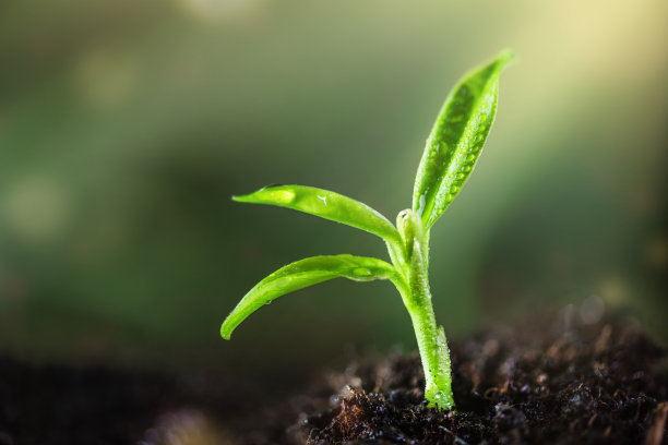 在有阳光的土地上生长的幼苗。环境保护和生态理念。图片下载