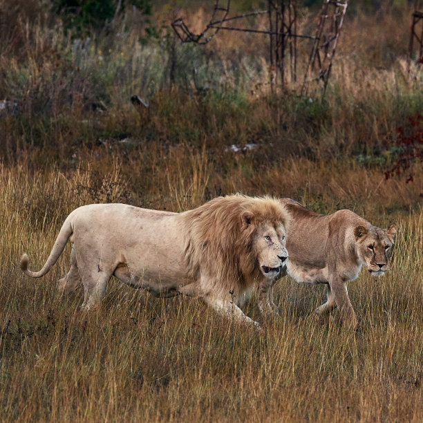 热带草原上美丽的狮子和母狮子。一对狮子正在干草地上休息。非洲狮家族在寻找图片下载