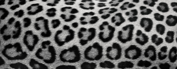 美丽的纹理真正的豹皮，皮毛特写。自然背景与文本复制空间图片下载