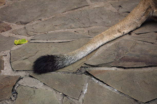 狮子尾巴特写。一只漂亮猫的尾巴图片下载