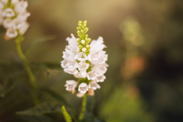 我母亲的花园图片下载