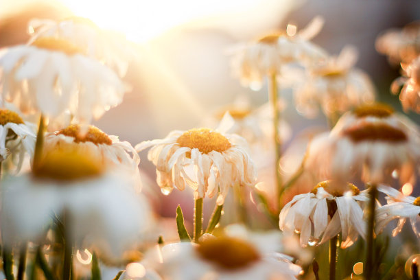 我母亲的花园图片下载