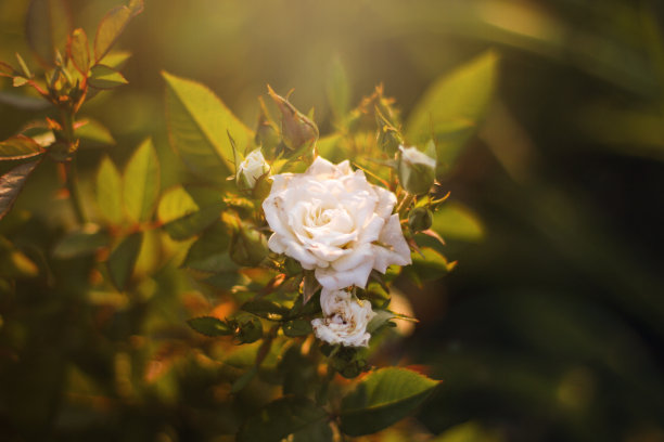 我母亲的花园图片下载