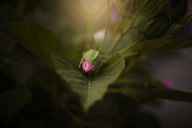 我母亲的花园图片下载