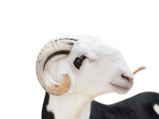 萨赫勒公羊(非洲公羊)的特写肖像，照片，孤立(剪掉)，白色背景图片下载
