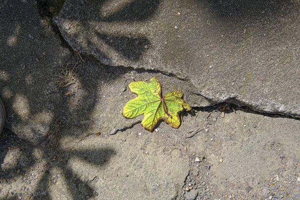 混凝土路面上的树叶与树叶的阴影图片下载