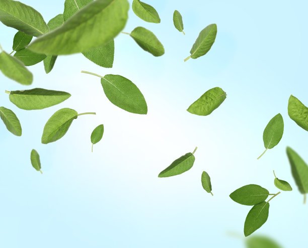 新鲜的鼠尾草叶子落在淡蓝色的背景上图片下载