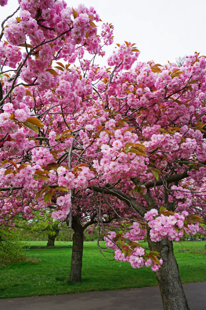 格林威治公园的自然景观伦敦的樱花大道，英国英格兰最好的赏花地点之一图片下载