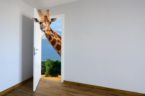 Giraffe entering a door. Animal watching from a wall. Ð¡hild's imagination or a dream图片下载