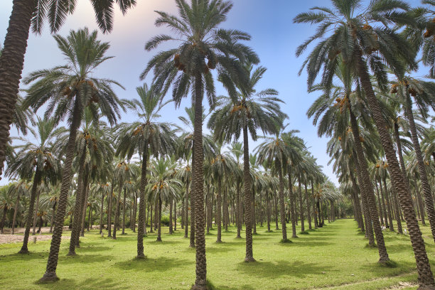 枣树果园，成熟的枣子果实图片下载