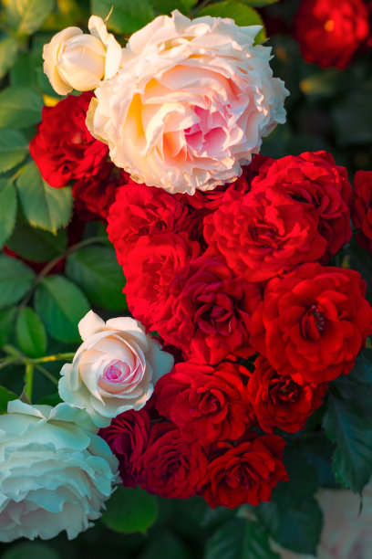 红色和粉色的玫瑰图片下载