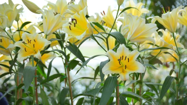 花园中美丽的黄百合，自然的背景图片下载