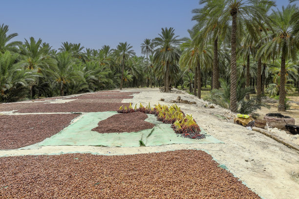 枣树果园和枣水果生产图片下载