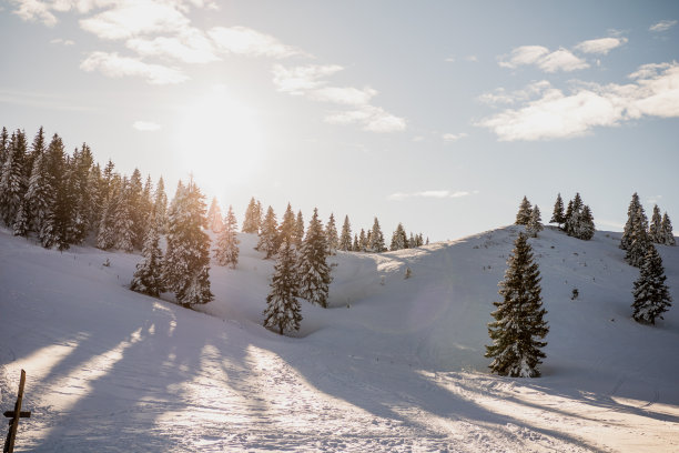 照片上的云杉树在雪山在Velika planina斯洛文尼亚在阳光明媚的冬天的一天图片下载