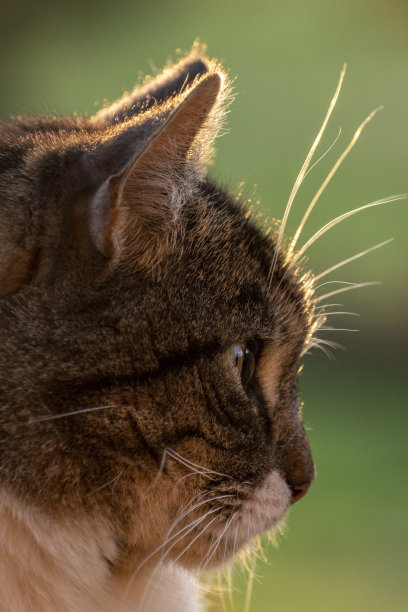 猫的肖像图片下载