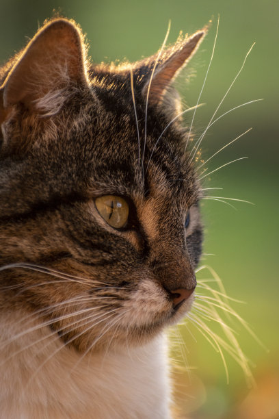 猫的肖像图片下载