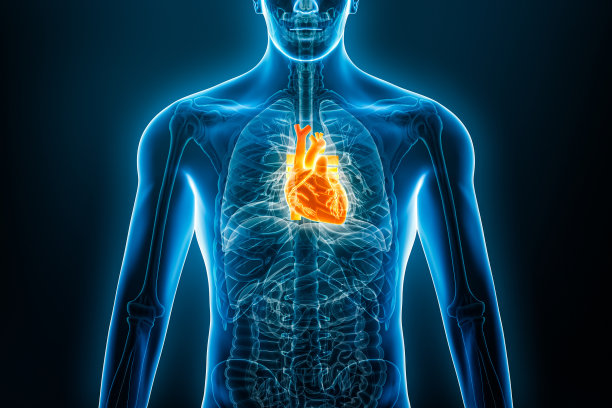 男性身体轮廓的人类心脏3D渲染图的x线前视图或正面视图。解剖学，心血管系统，医学，生物学，科学，保健概念。图片下载