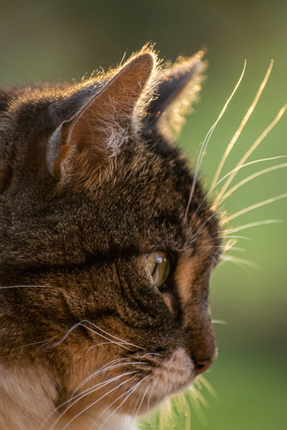 猫的肖像图片下载