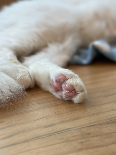 可爱的猫图片下载