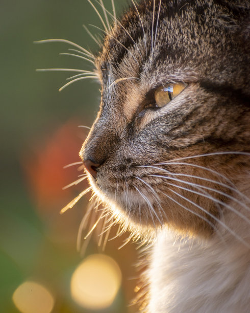猫的肖像图片下载