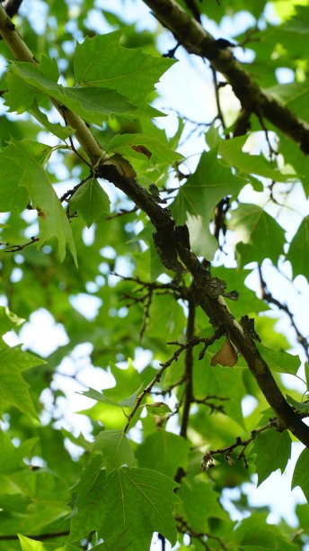 无花果树。法国梧桐胶。阳光下有斑点的梧桐树干。底部视图。公园树木。西悬铃木:西悬铃木的树干、树皮、叶子和果实，也称为美洲悬铃木图片下载