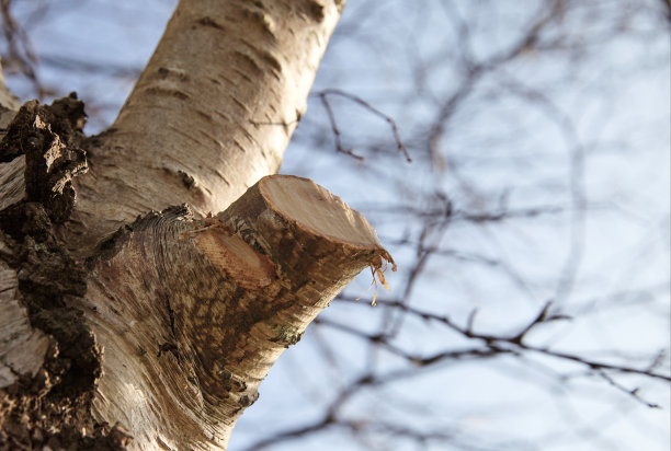 特写一棵被砍倒的树图片下载