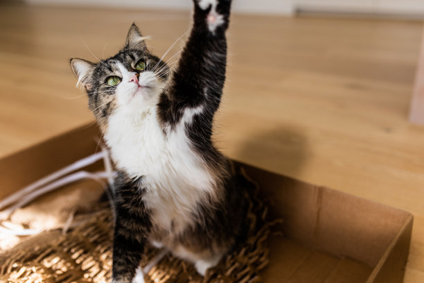 盒子里可爱的猫咪图片下载