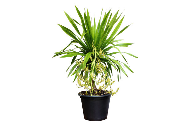 白色背景的花盆上的龙血树花、洛雷里花和加涅普花。图片下载