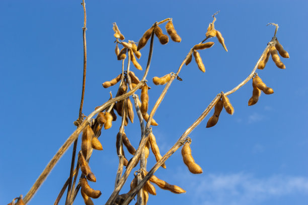成熟的豆荚在农业领域准备收割和天空为背景。照片与选择性焦点和复制空间图片下载
