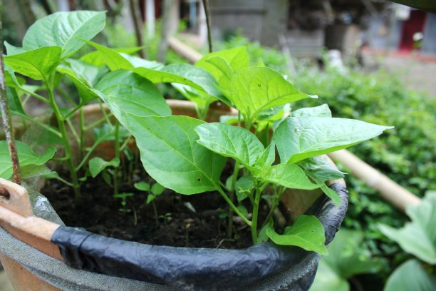 辣椒植物图片下载