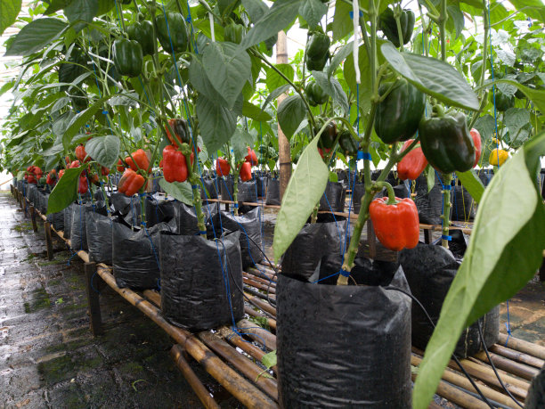 辣椒粉厂图片下载