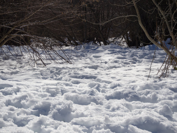 西班牙森林里的降雪图片下载
