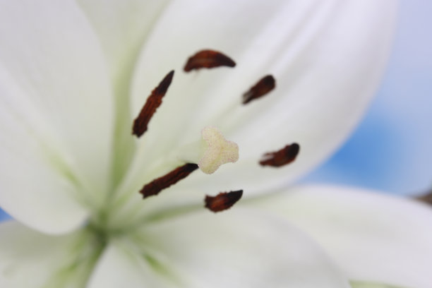 近距离浅焦点拍摄的白色复活节百合花在野外图片下载