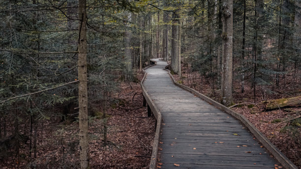 秋天，森林里的木栈道被树木和干树叶覆盖图片下载