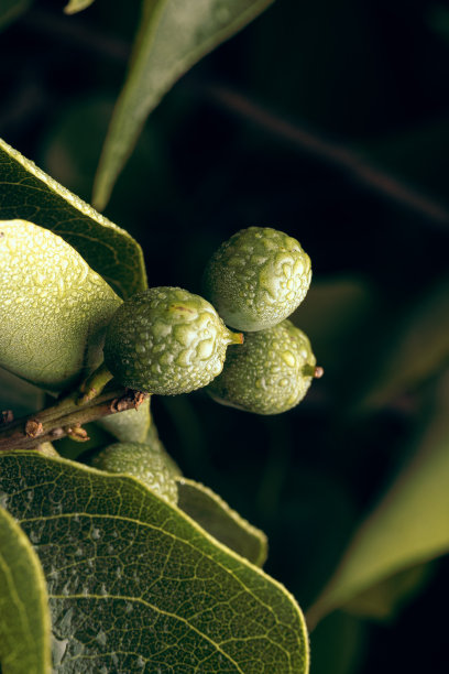 胡桃树枝的垂直镜头图片下载
