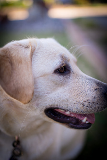 黄色英国拉布拉多寻回犬幼犬图片下载