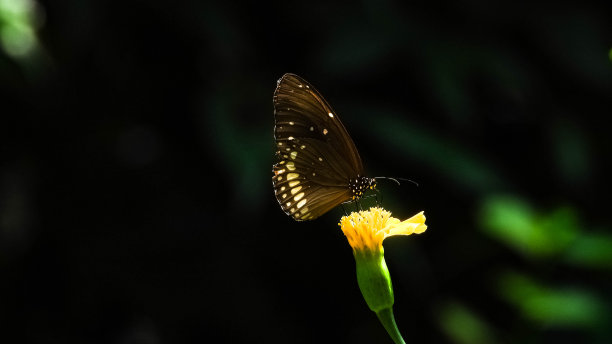 花上美丽的黑色蝴蝶，黑色的翅膀图片下载