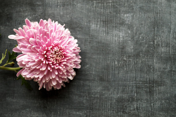 粉菊花图片下载