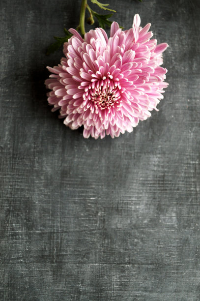 粉菊花图片下载