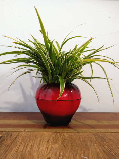 客厅桌上摆放着装饰性的盆栽图片下载