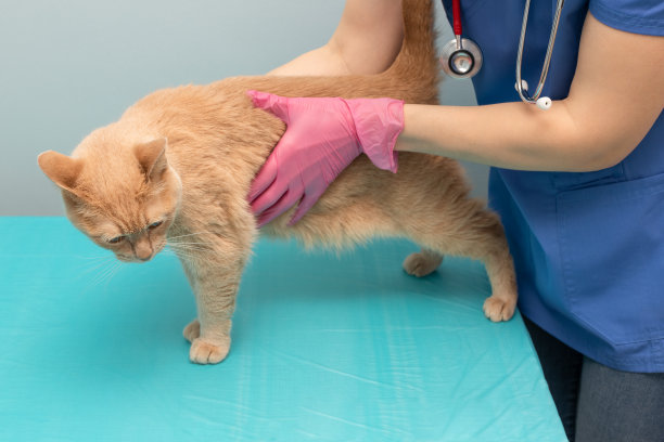 兽医医生在诊所检查一只猫。图片下载