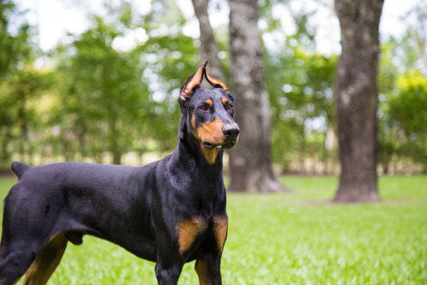 杜宾全神贯注地看着。图片下载